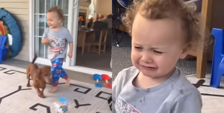 Малыш споткнулся о таксу и потерял пончик, который украла собака