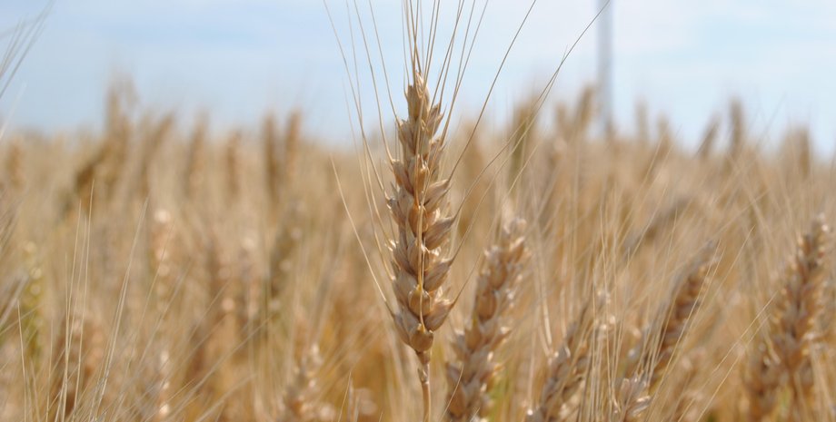Пшеница / Фото: supersadovnik.net