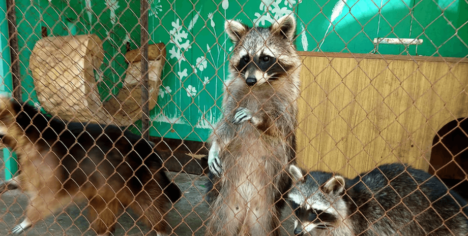 зоопарк новая каховка, Казкова діброва, Казкова діброва затопление