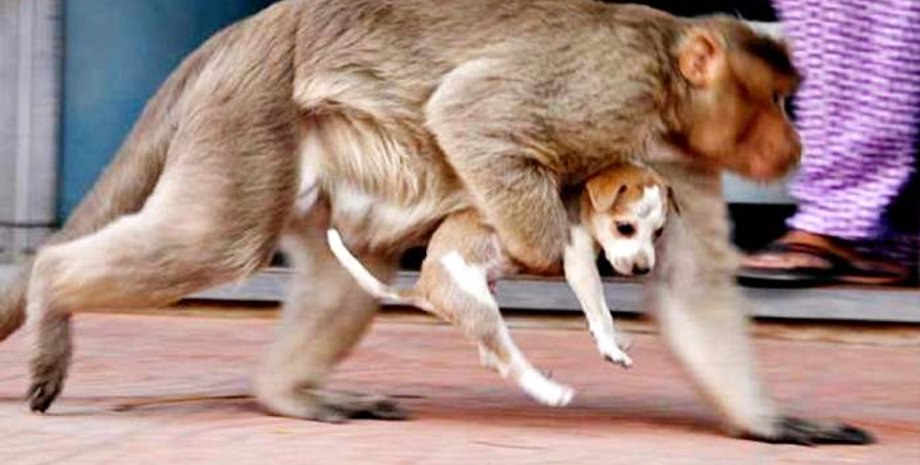 Обезьяна в клетке, приматы, дикие обезьяны