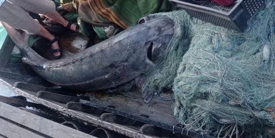 краснокнижная белуга, белуга, рыбы Красная книга, рыба более 100 килограммов