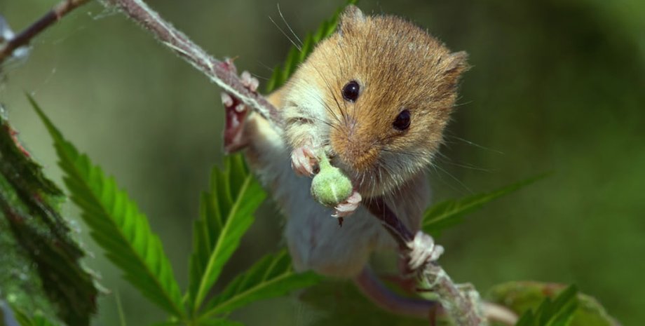 Фото: psyplants.info