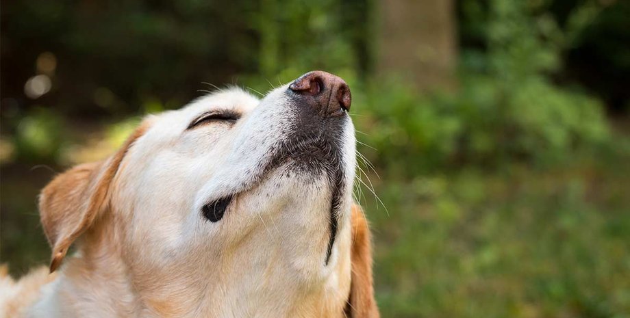 собака, трава, деревья, фото