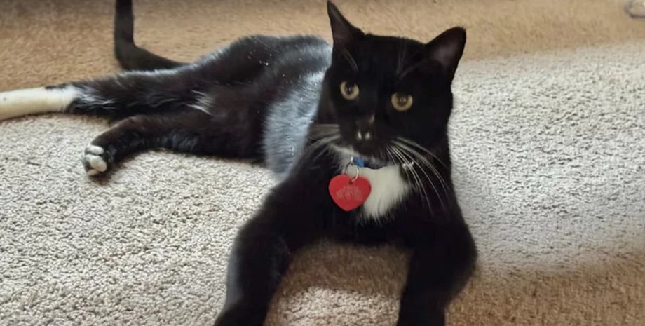 Кот вернулся домой после пяти месяцев в Скалистых горах