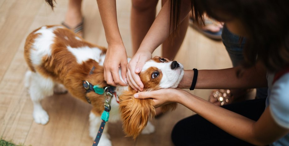 породы собак, которые долго живут