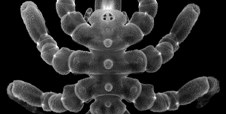 морський павук