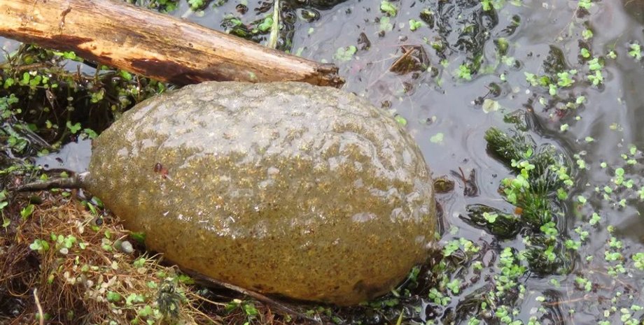 мохуватка, тварина мохуватка, крапля слизу