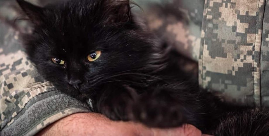 война рф против украины, окопы, нашествие мышей, коты зсу