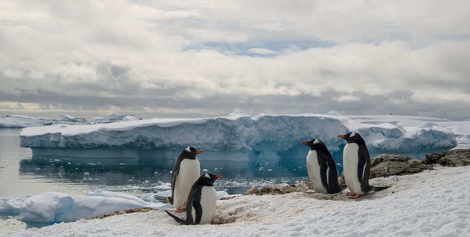 Полярники, пінгвін, станція Вернадського, Антарктида