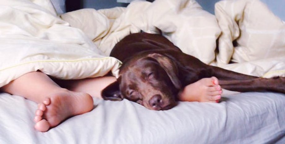 питомцы, собака