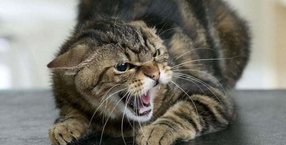 Киев, бешенство, здоровье, котенок, Госпродпотребслужба