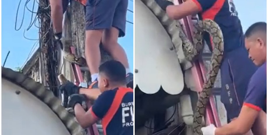 Змея, животное, хищник, питон на столбе, Филиппины, курьезы, странные истории, фото