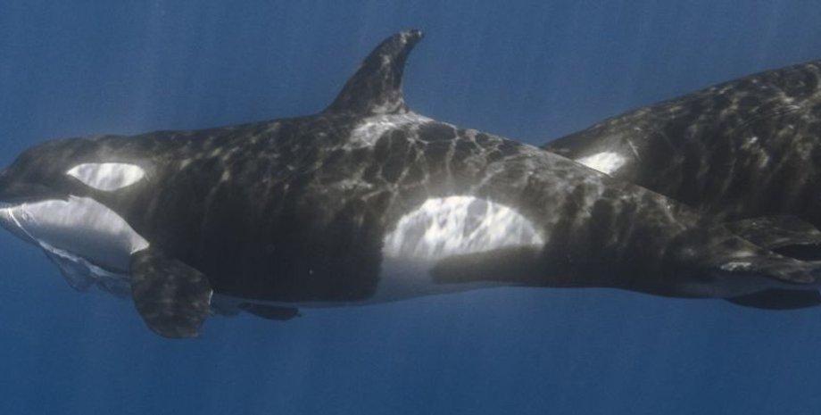 косатки, киты