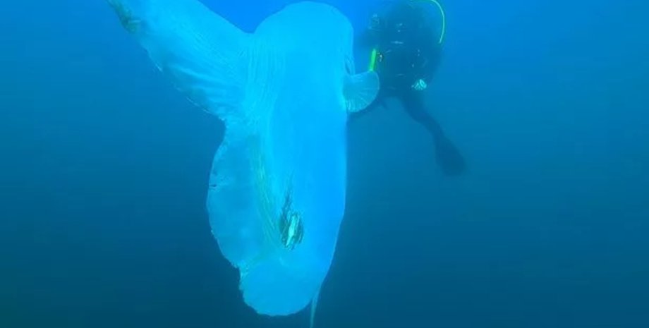 Обыкновенная луна-рыба, рыба, морское существо, дайвер, исследования, морское "чудовище"