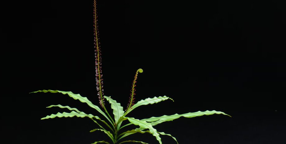 лиана, древесная лиана