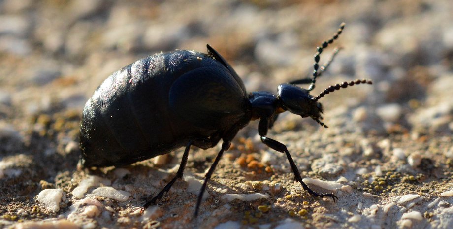В Украине заметили майку осенью майка осенняя Meloe autumnalis