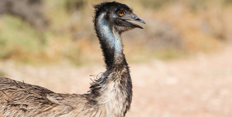 Эму оказались умнее, чем ранее считали ученые эму, эму умны