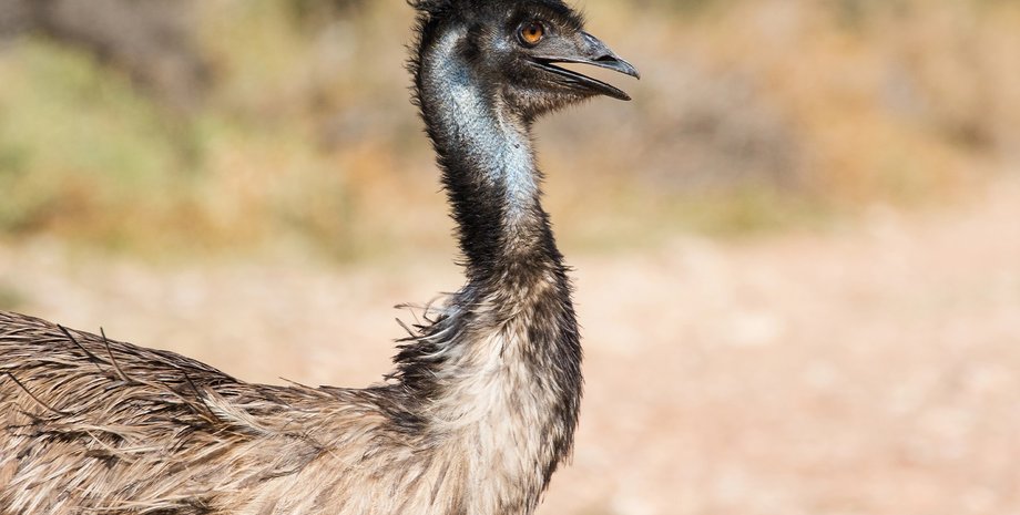 эму, эму умны