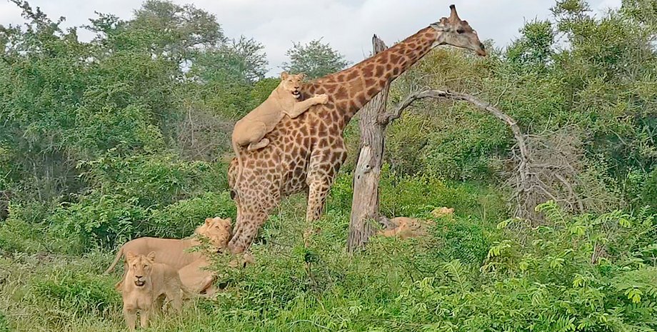 Klaserie Game Reserve