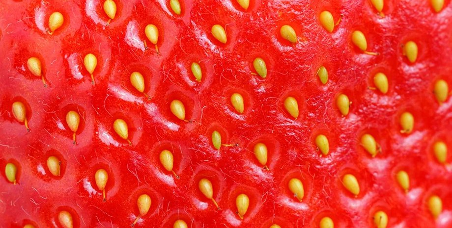 полуниця, полуниця насіння, полуниця ягоди