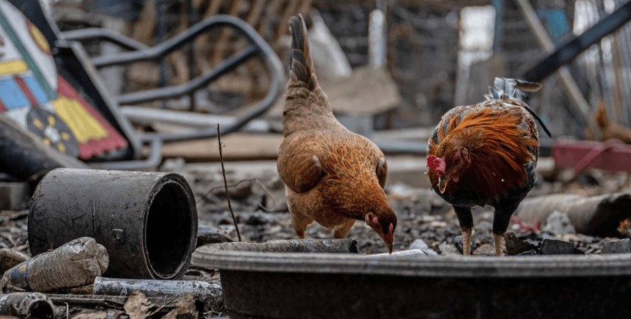 куры, петухи, ферма