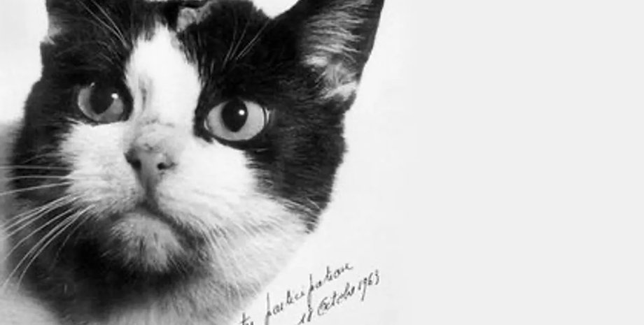 кошка полетевшая в космос