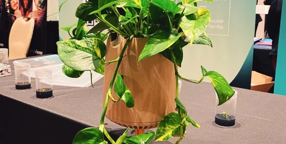 растение растение