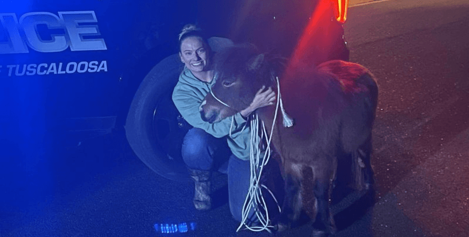 Поліція, кінь, тварина, арешт,