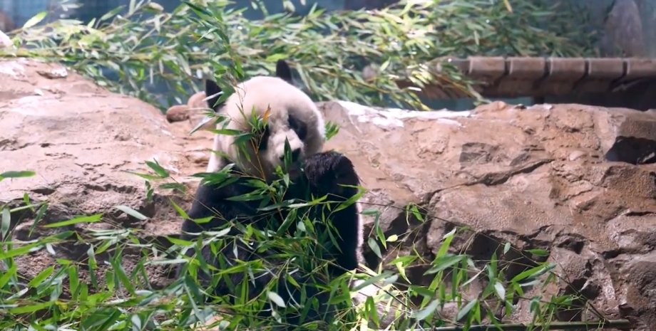 Панда в зоопарке, США панды, Китай панды, США Китай, Си Цзиньпин панды, Си Цзиньпин заявление, Си Цзиньпин Байден