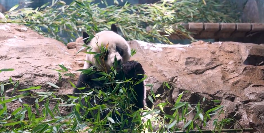 Панда у зоопарку, США панди, Китай панди, США Китай, Сі Цзіньпін панди, Сі Цзіньпін заява, Сі Цзіньпін Байден