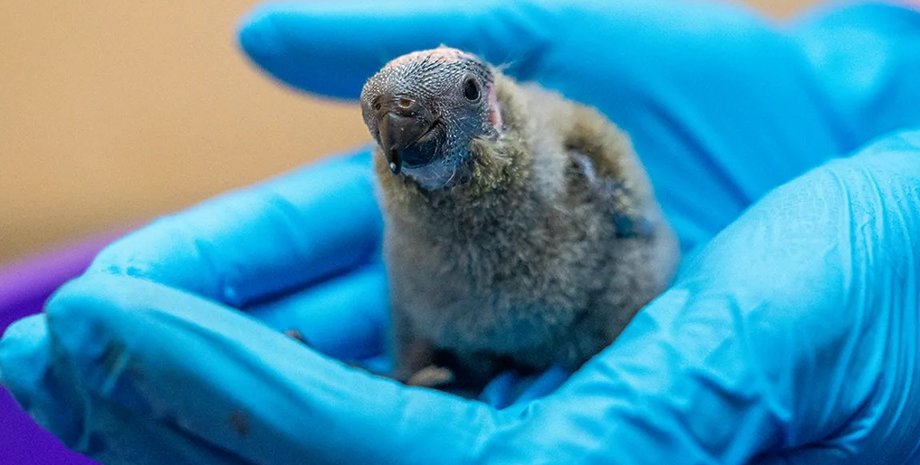 Этому маленькому птенцу предстоит сыграть важную роль в борьбе защитников природы за спасение вида