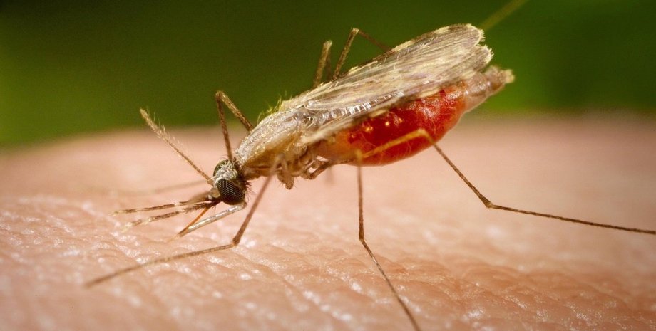 Харьков, малярия, болезни, заболевание, больница