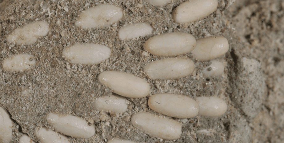 скам'янілі яйця коників, стародавні яєчні капсули, відкриття оотеки, екосистема епохи олігоцену, скам'янілості віком 29 мільйонів років, доісторичне життя, науковий прорив