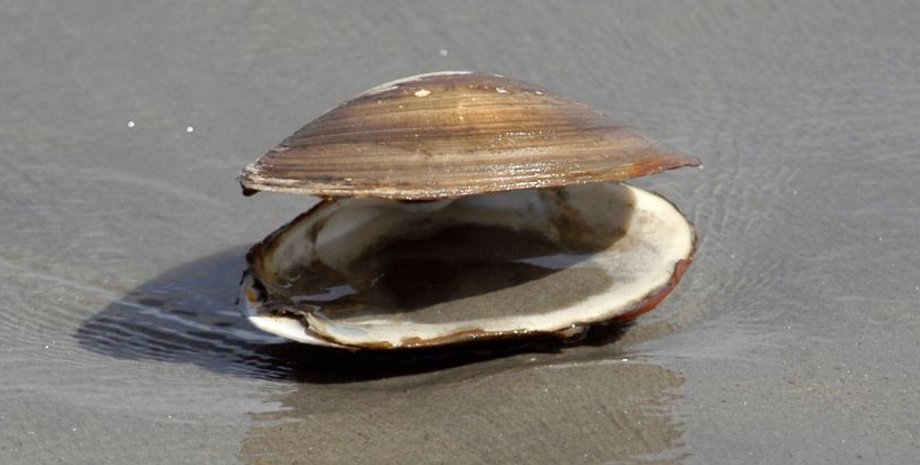 моллюски, моллюск