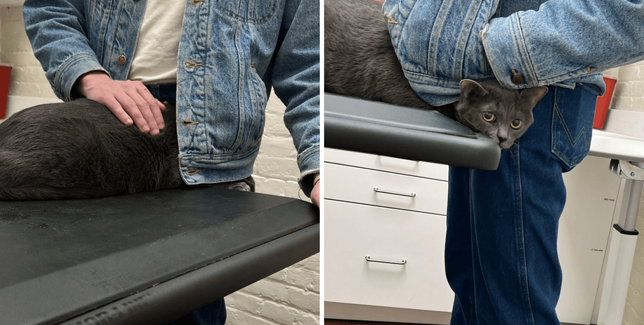 Тривожний кіт, прийом у ветеринара, тривожний кіт, товстий кіт, реакція кота, кіт у ветеринара, соцмережі, дорогий прийом, ціна прийому у ветеринара,