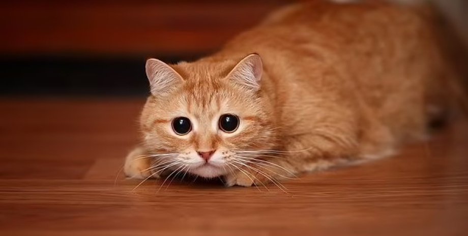 Кошка Кошка, кот, домашние животные, животные, кошка крадет вещи, чужие вещи, хозяйка кошки, наглый кот, TikTok, кот несет все домой