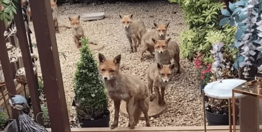 Зграя лисиць, лисиці, сім'я лисиць, тварини, жінка 25 років годує лисиць, лисиці приходять за їжею, соцмережі, лисиця