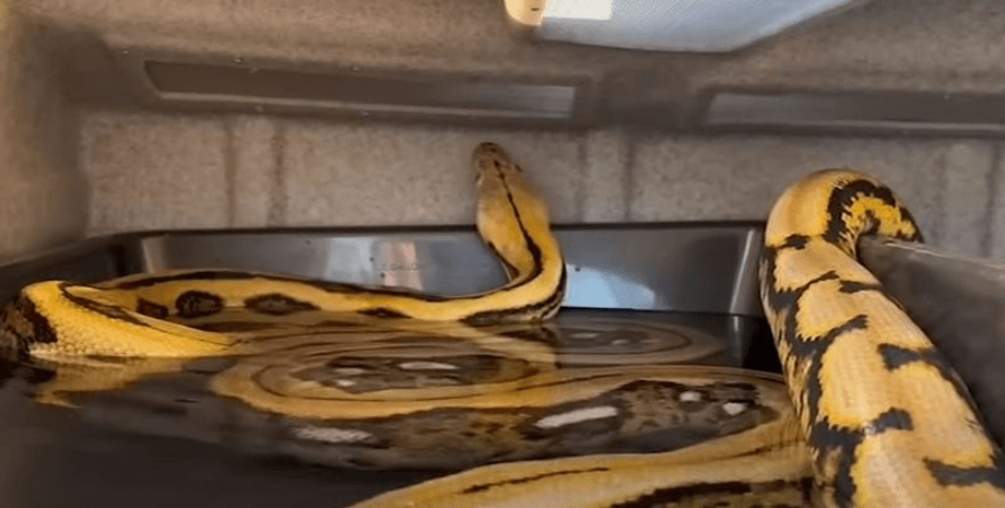 Огромный питон, питон, Big Mama, может проглотить человека, сбежал из клетки, питон на свободе, рептилия, змея,