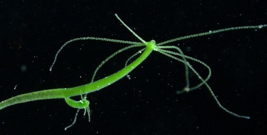 гидра, полип, пресноводная гидра