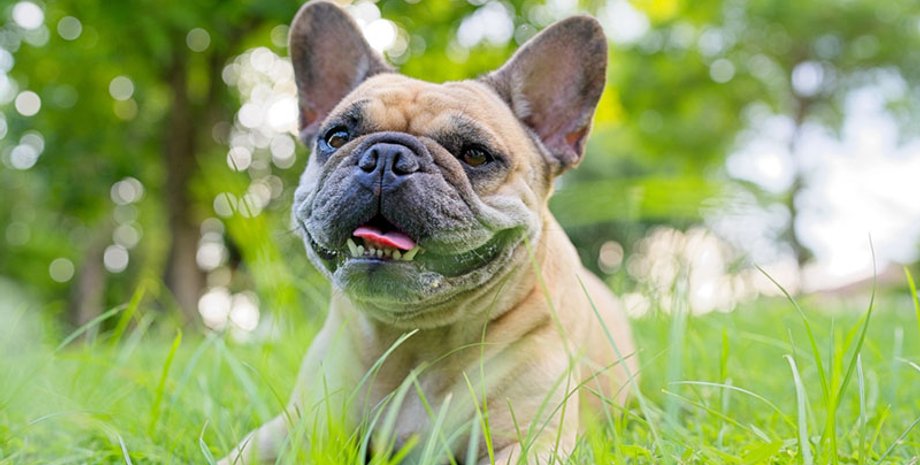 французский бульдог из китая собирал бутылки