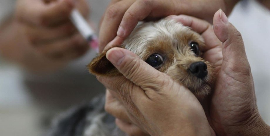 Вакцина против бешенства