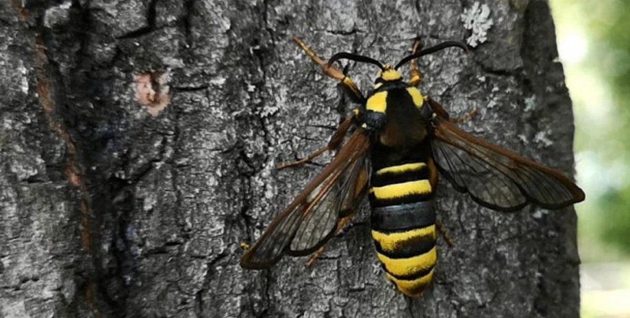 новости Киева, новости киевщины, шершни, шершни покусали мужчину