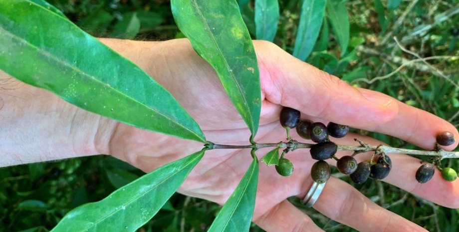 кофе, изменение климата, кофейное растение, бобы