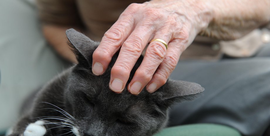 кошки, поглаживания, люди