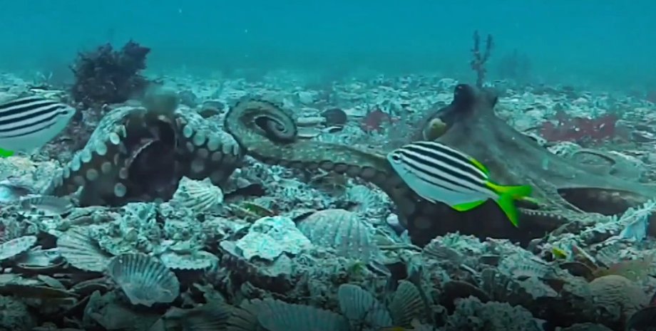 осьминоги, ракушки, океан