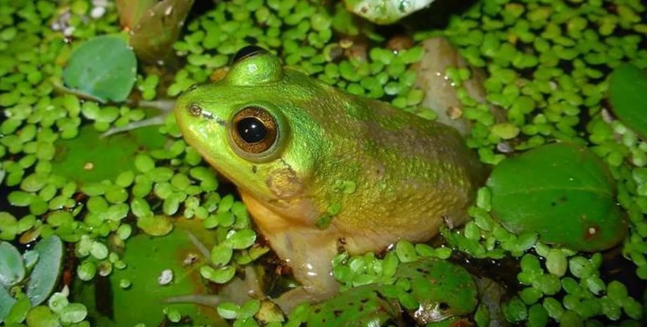 парадоксальна жаба, жаба