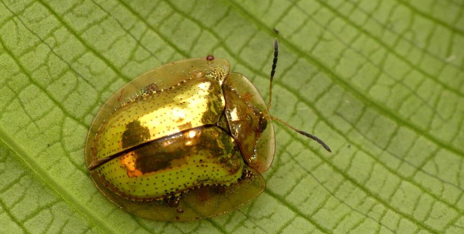 Жук, Австралія, фарбування, дзеркальний, пристосованість