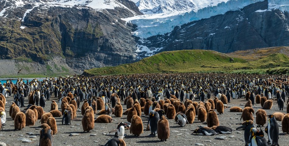 Південна Джорджія найкращий острів на планеті