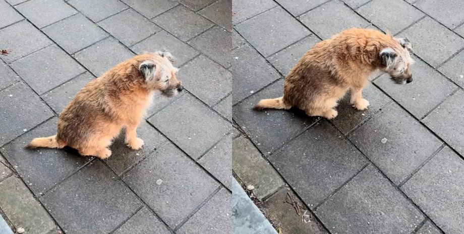 По мотивам Хатико: старая собака месяцами ждет хозяйку, которая ушла из жизни