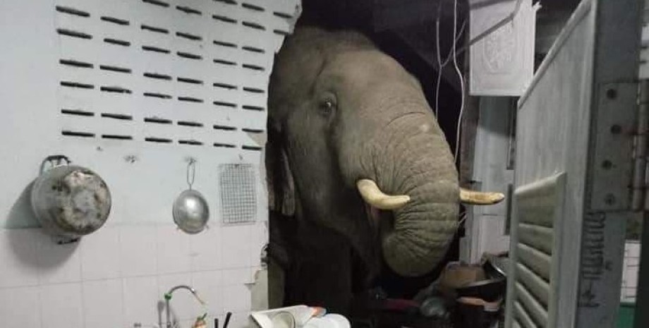 слон проломил стену, слон, таиланд, кухня